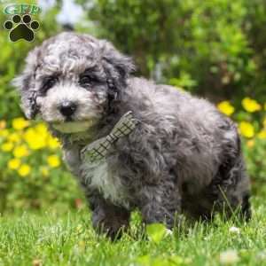 Chase, Mini Bernedoodle Puppy